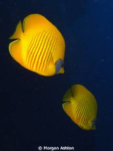 A pair of Masked Butterflyfish. by Morgan Ashton 
